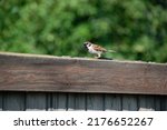 A close-up shot of a sparrow sitting on a fence in the blurry background