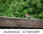 A close-up shot of a sparrow sitting on a fence in the blurry background