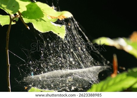 A closeup shot of spider webs on green leaves in the forest
