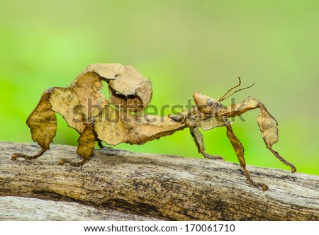 A close-up shot of a Spiny leaf insect
