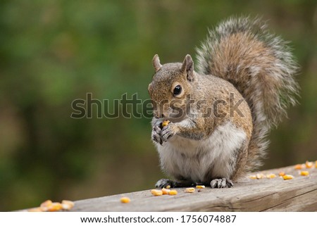 Similar – Image, Stock Photo autumn squirrel