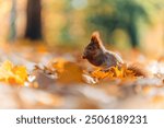 A close-up shot of a squirrel (Sciurus vulgaris) feeding in a vibrant autumn forest. The scene captures the rich colors of fall foliage around the animal.