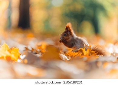 A close-up shot of a squirrel (Sciurus vulgaris) feeding in a vibrant autumn forest. The scene captures the rich colors of fall foliage around the animal.