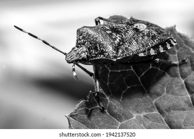 A Closeup Shot Of A Stink Beetle Bug On A Leaf