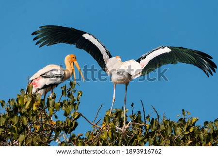 Similar – Image, Stock Photo Stork in flight Animal