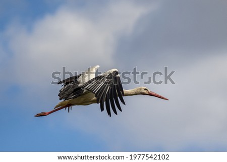 Similar – Image, Stock Photo Stork in flight Animal