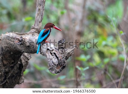 Similar – Image, Stock Photo Stork in flight Animal