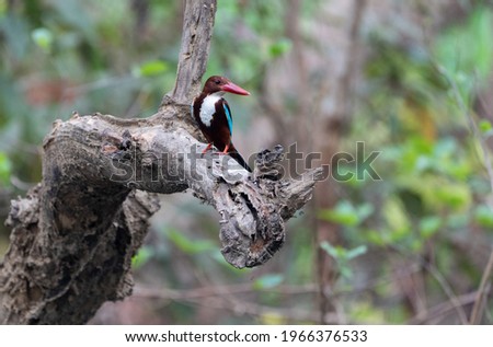 Similar – Image, Stock Photo Stork in flight Animal