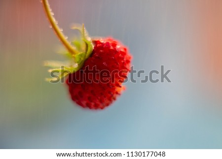 Similar – Image, Stock Photo red wild strawberry