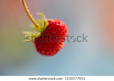 Similar – Image, Stock Photo red wild strawberry