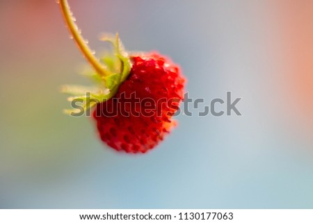 Similar – Image, Stock Photo red wild strawberry