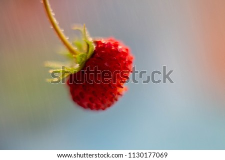 Image, Stock Photo red wild strawberry