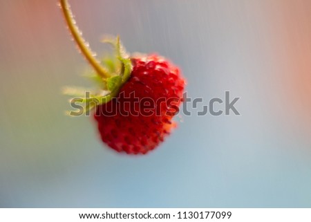 Similar – Image, Stock Photo red wild strawberry