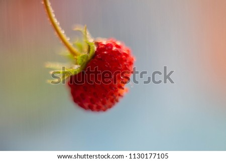 Similar – Image, Stock Photo red wild strawberry