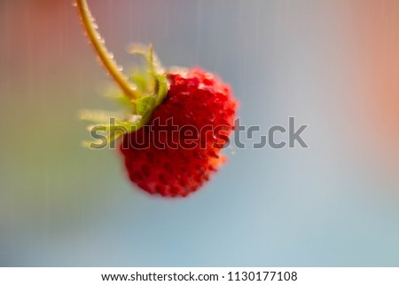 Similar – Image, Stock Photo red wild strawberry