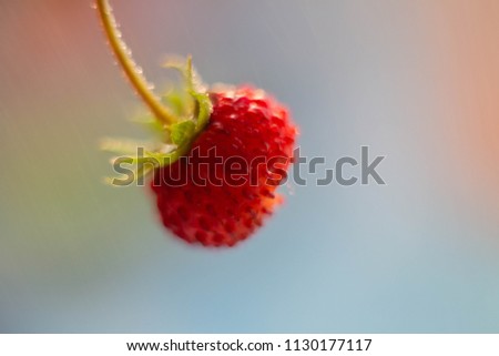 Similar – Foto Bild Himbeeren ernten Frucht