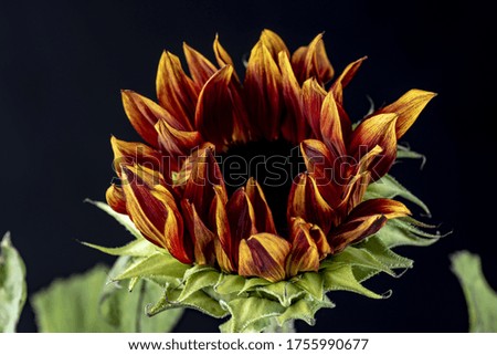 Similar – Image, Stock Photo Sunflower on a dark background