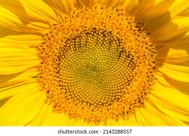 Closeup Shot Of A Sunflower Head. Fibonacci Sequence Pattern. Macro Photography