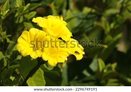 A close-up shot of tecoma stans growing in the garden