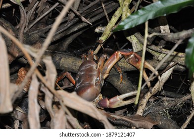 A Closeup Shot Of A Terrestrial Crab Hiding In T