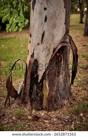 A closeup shot of the texture of an tree trunk with vertical bark patterns in a forest