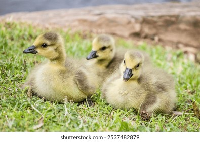 A closeup shot of three adorable Canadian goslings sitting on the grass
