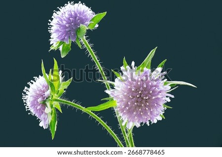 A closeup shot of three devil's bit scabious (Succisa pratensis) flowers against slate grey background