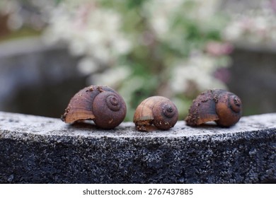 A close-up shot of three empty, brown snail shells of varying sizes, neatly arranged on a textured stone ledge. The background is softly blurred, highlighting the shells.