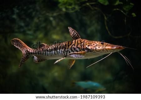 A closeup shot of a Tiger shovelnose catfish swimming in the aquarium