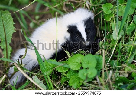 A closeup shot of a tiny, cute skunk with black and white fur in the woods in daylight