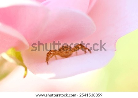 A closeup shot of a tiny spider crawling on a flower petal in daylight