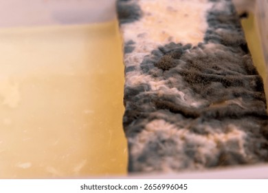 Close-up shot of tofu developing mold in a container of water, illustrating food spoilage