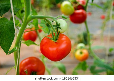 Closeup shot tomato growing on a farm 