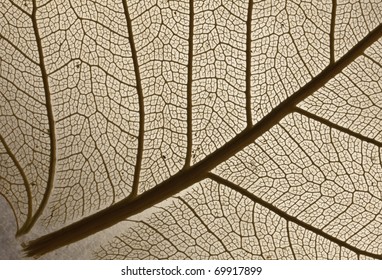 Close-up shot of a transparent leaf.