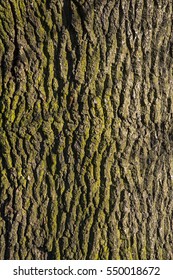 A close-up shot of tree bark.