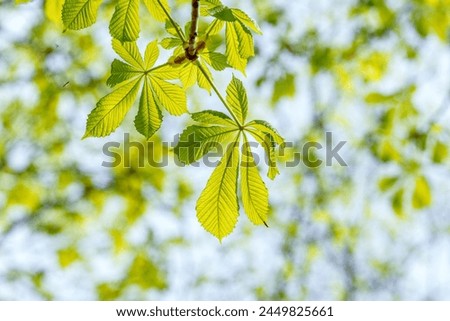A closeup shot of a tree branch with green leaves against a vibrant blue sky, showcasing the beauty of a terrestrial plant in a natural landscape