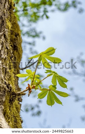 A closeup shot of a tree branch with green leaves against a vibrant blue sky, showcasing the beauty of a terrestrial plant in a natural landscape
