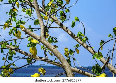 Close-up shot of tree branches featuring yellow and green leaves against a backdrop of a deep blue tropical sea and distant island. Sunlit foliage.
• 