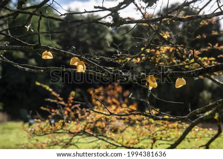 Similar – Image, Stock Photo Orange Flower Environment