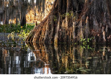 A Closeup Shot Of A Tree Reflected In The Water In Great Cypress Swamps, USA