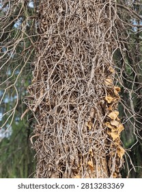 Close-up shot of a tree trunk completely wrapped in a dense, intricate network of dry, tangled vines and dead ivy leaves, featuring a detailed organic texture with a blurred forest background.