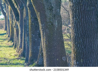 A closeup shot of tree trunks in a row in a meadow