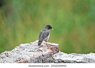 A closeup shot of a true thrush bird perched on a rocky surface - Powered by Shutterstock