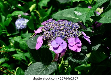 A close-up shot of Tuff Stuff hydrangea bush in the garden