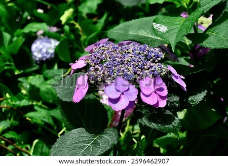 A close-up shot of Tuff Stuff hydrangea bush in the garden