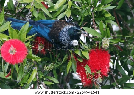 Close-up shot of a Tui - Prosthemadera novaeseelandiae - a famous New Zealand endemic honeyeater with yellow pollen from Pohutukawa (Metrosideros excelsa) on its forehead, in North Island, New Zealand