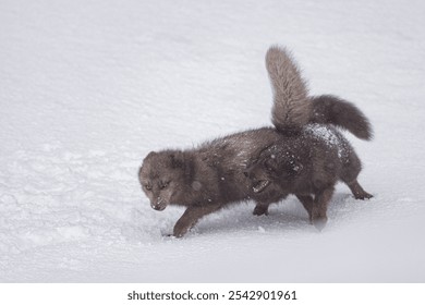 A closeup shot of two arctic foxed playing in the snow at Hornstrandir Nature Reserve, Iceland - Powered by Shutterstock