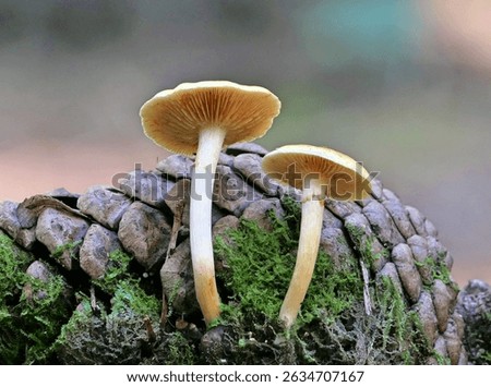 A closeup shot of two Common Rustgill mushrooms growing before other fungi on an isolated background