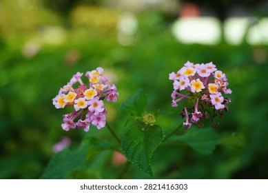A close-up shot of two delicate clusters of pink and yellow Lantana camara flowers blooming side by side, set against a smooth, blurred green background.