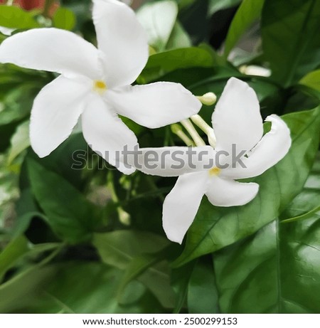 A close-up shot of two delicate white jasmine flowers surrounded by vibrant green leaves. The soft petals and rich foliage create a serene and refreshing natural scene, ideal for projects that require